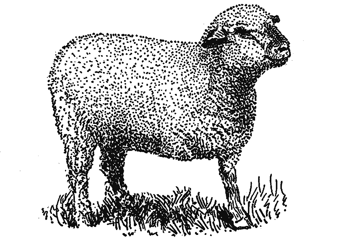 an illustration of a three-legged lamb