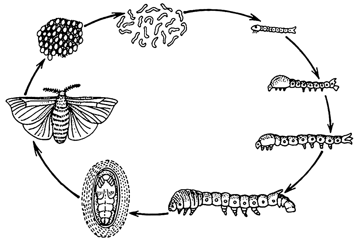 a diagram of the life cycle of a moth